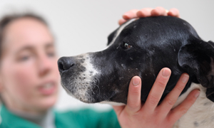 Kliar det? De 4 främsta orsakerna till allergier hos hundar